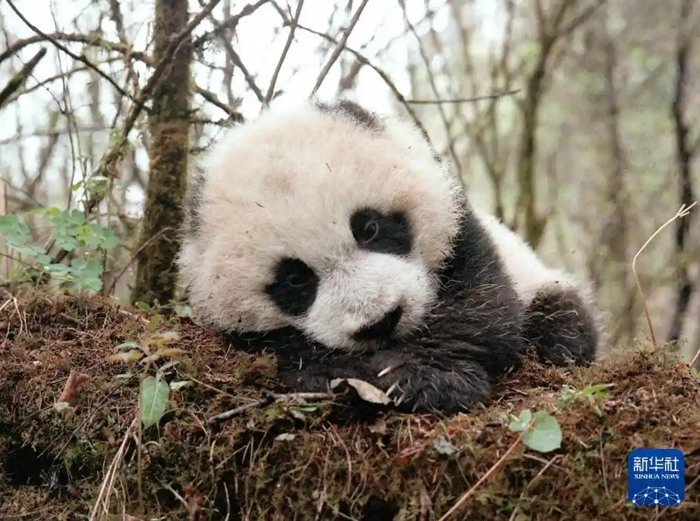 国宝驾到！新华社独家镜头揭秘大熊猫的萌趣日常