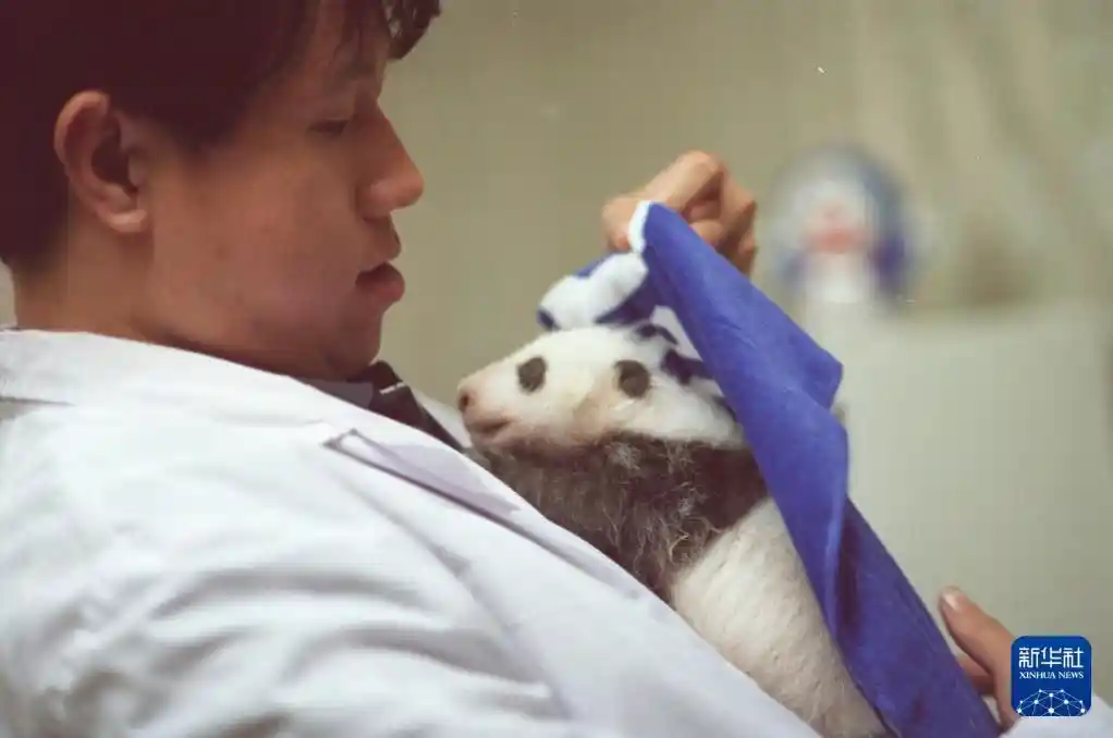 国宝驾到！新华社独家镜头揭秘大熊猫的萌趣日常