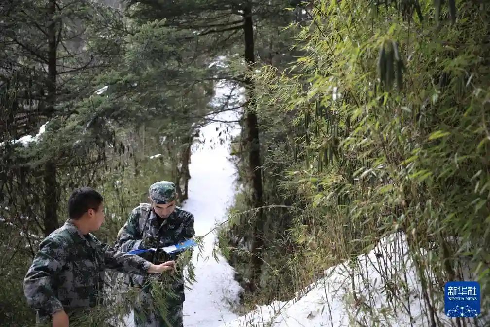 国宝驾到！新华社独家镜头揭秘大熊猫的萌趣日常