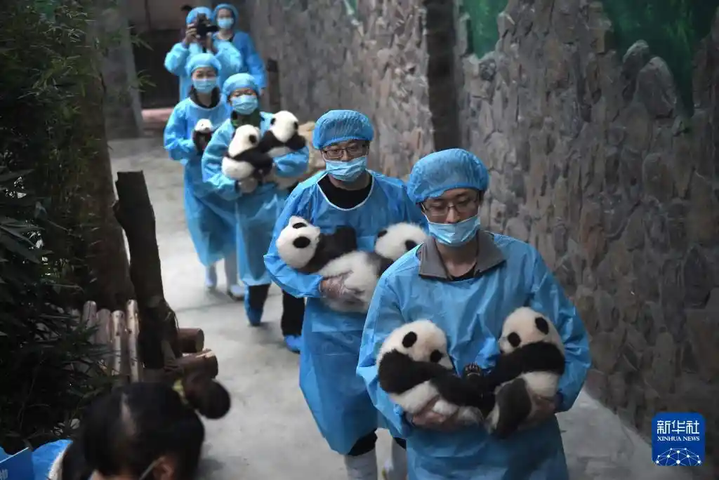 国宝驾到！新华社独家镜头揭秘大熊猫的萌趣日常