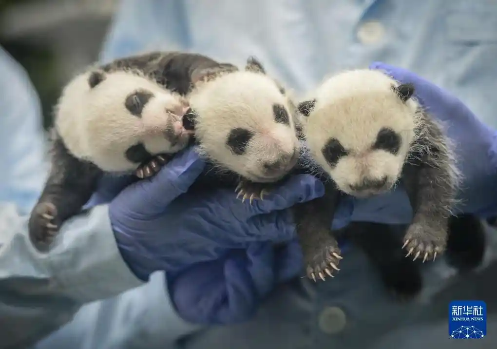 国宝驾到！新华社独家镜头揭秘大熊猫的萌趣日常