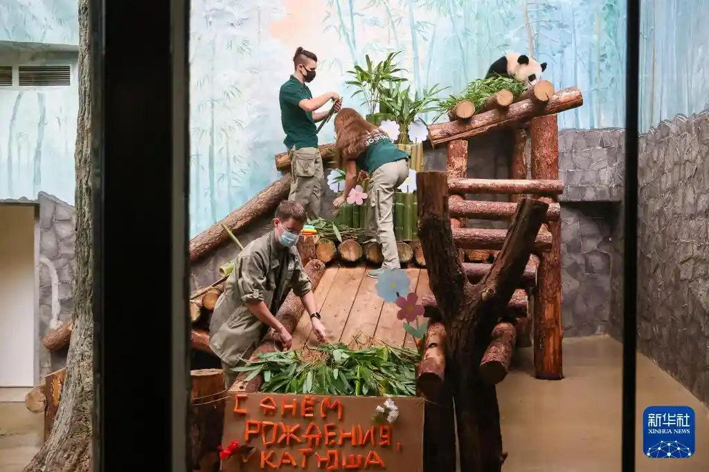 国宝驾到！新华社独家镜头揭秘大熊猫的萌趣日常