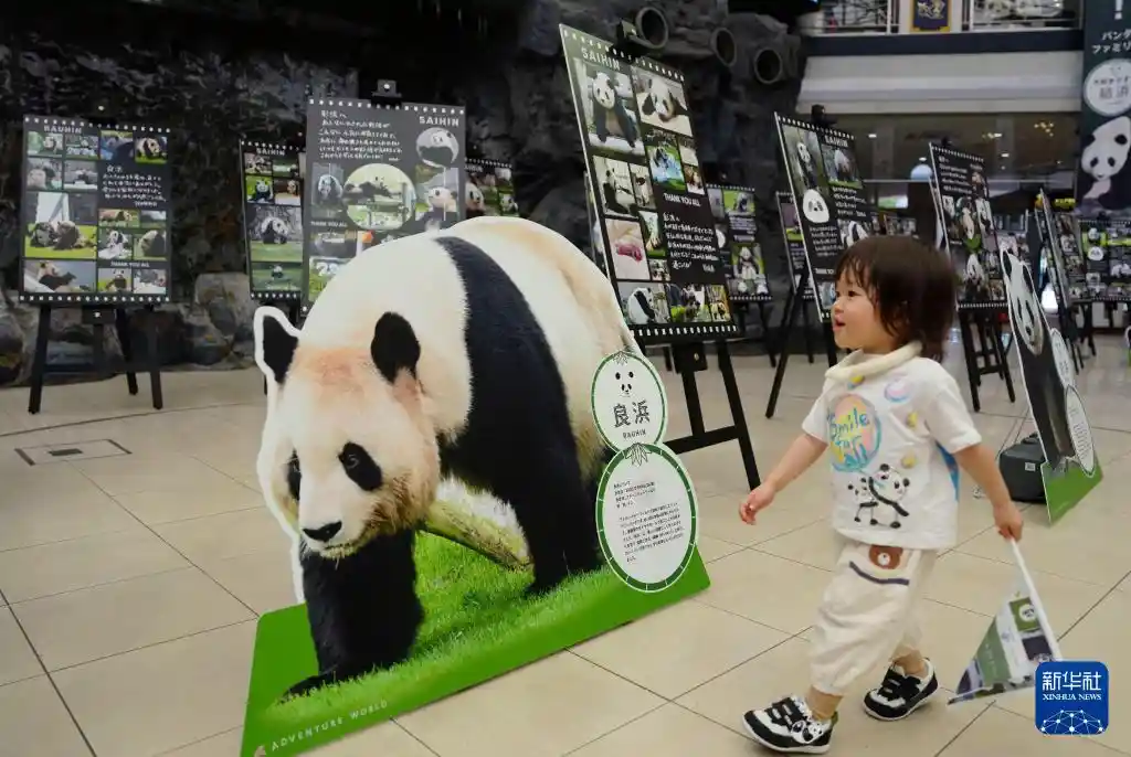 国宝驾到！新华社独家镜头揭秘大熊猫的萌趣日常