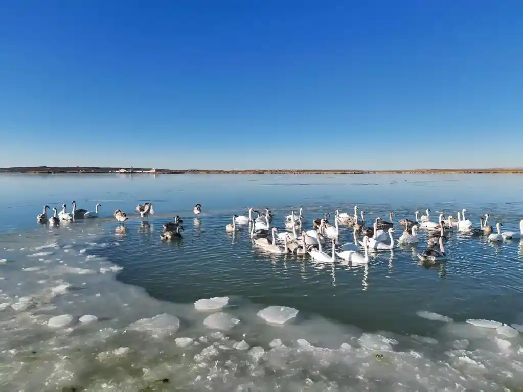 碧波荡漾再现居延海