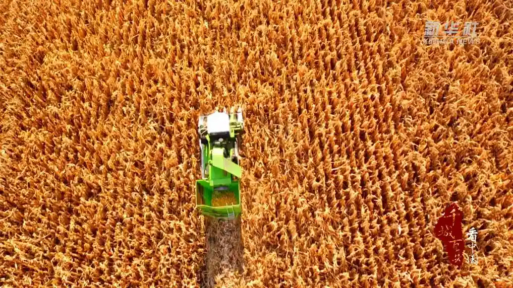千城百县看中国｜内蒙古开鲁：田野绘就丰收新画卷