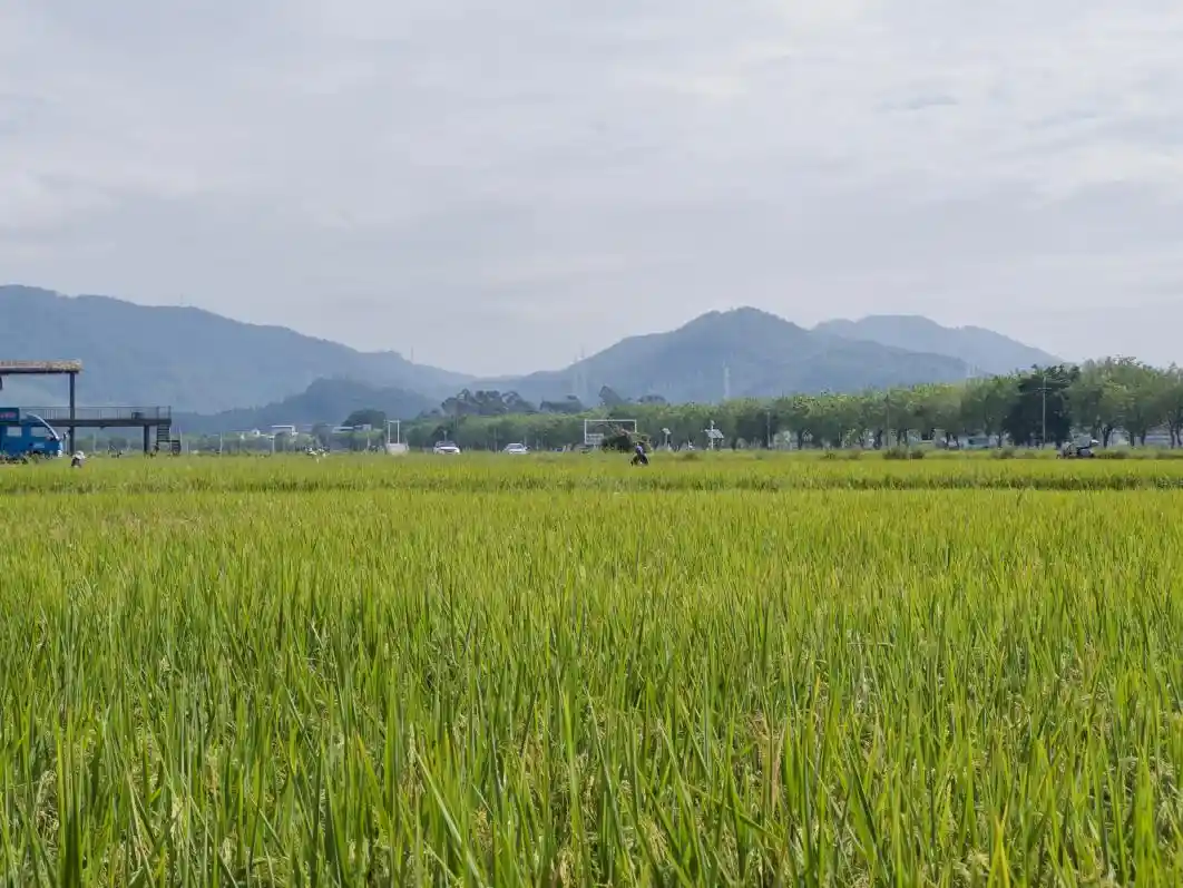 粤来越好！地理标志点亮乡村振兴新篇章