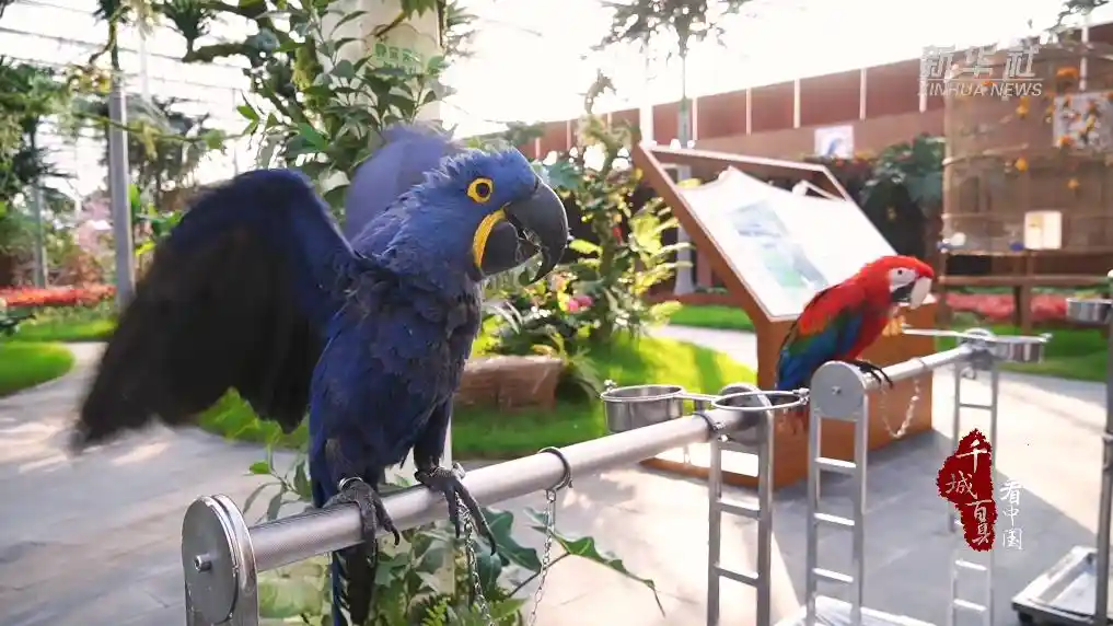 金翅振翼起新潮——山东临沂特色产业激活乡村振兴新动能