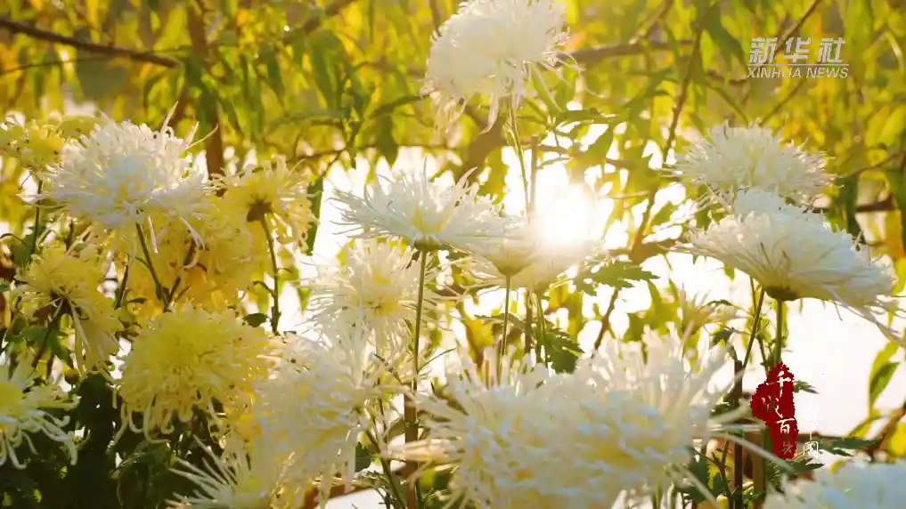 水杉染红秋日 菊香醉美福州