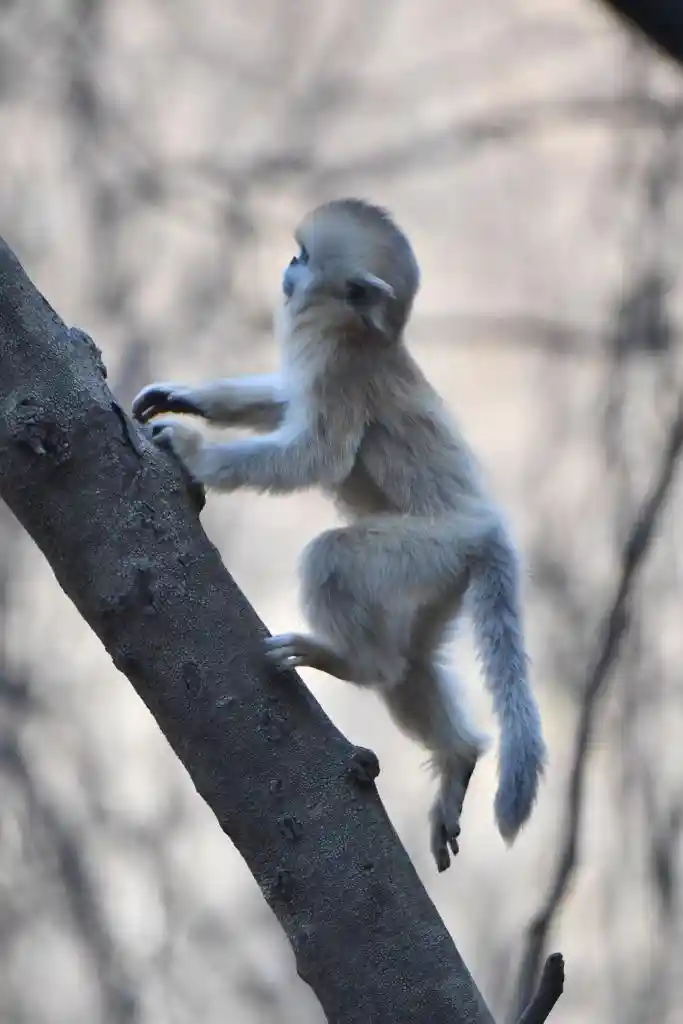 猴然崛起！秦岭川金丝猴种群迎来黄金增长期