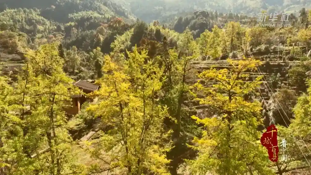 金秋银你而来｜福建尤溪银杏染秋色