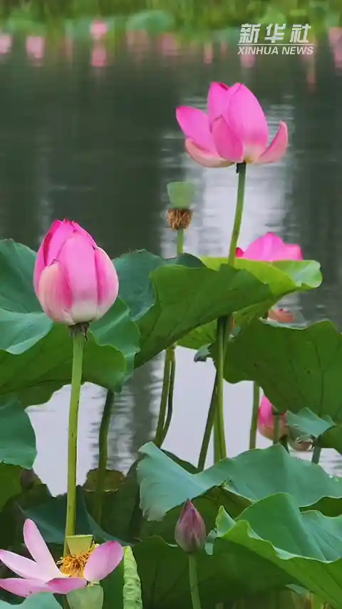 碧波映夏韵｜衡水湖绘就生态画卷