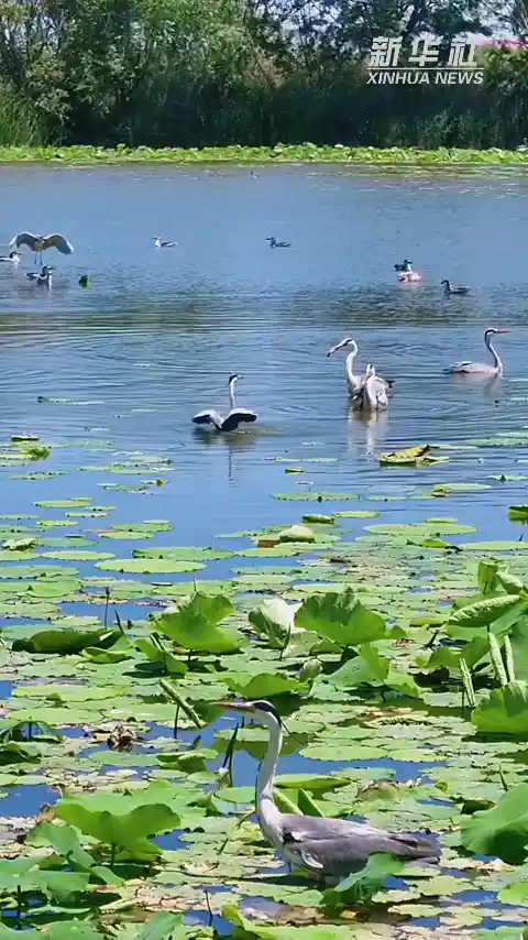 碧波映夏韵｜衡水湖绘就生态画卷