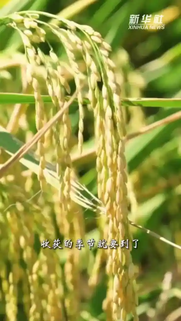 秋意启幕：云收夏色，叶动新声