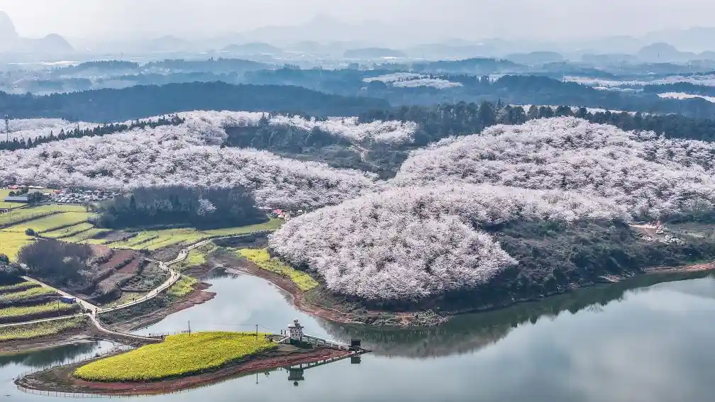贵州樱花海惊艳海外，成国际网红新地标