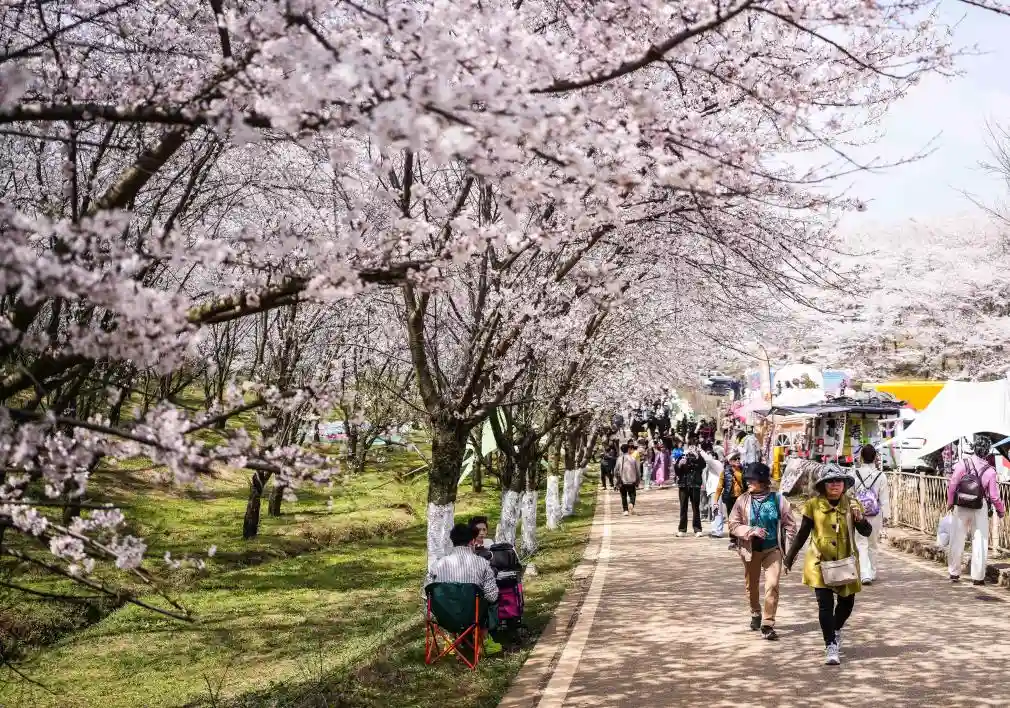 贵州樱花海惊艳海外，成国际网红新地标