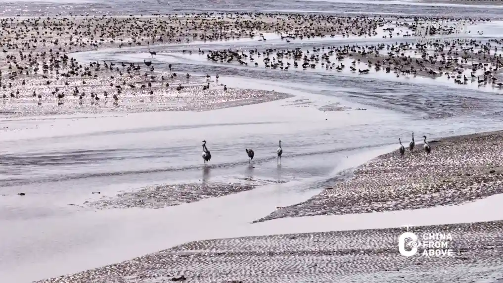 春潮涌动！内蒙古草原惊现万鸟归巢奇观，候鸟大军上演空中交响