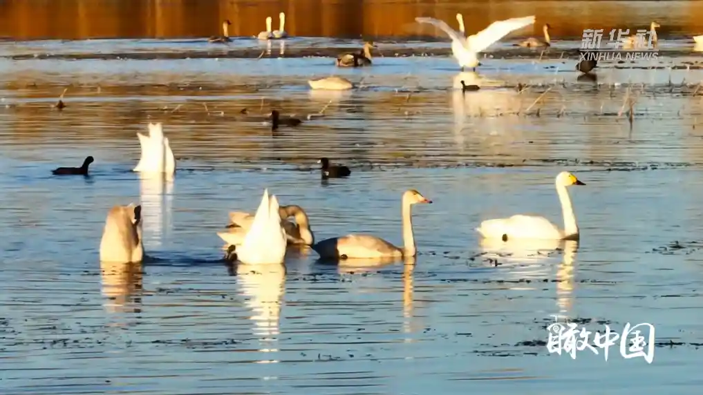 春潮涌动！内蒙古草原惊现万鸟归巢奇观，候鸟大军上演空中交响