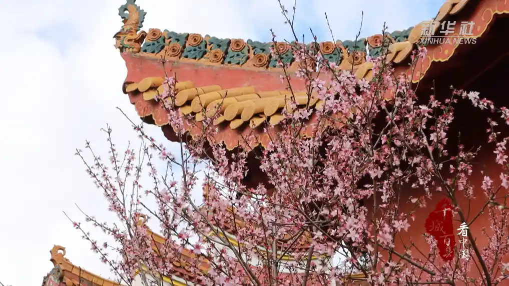 桃红映墙，双清春色醉人心