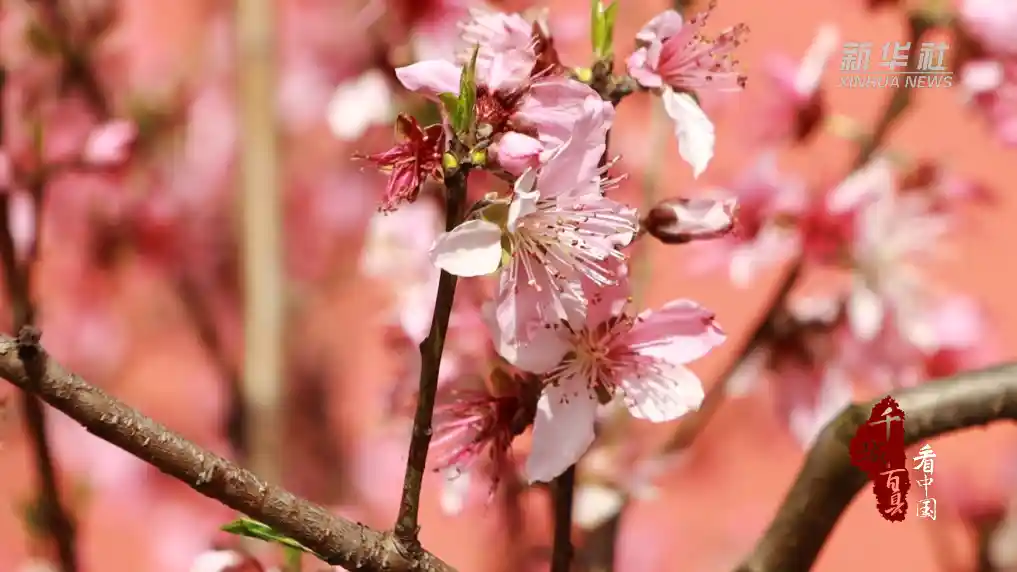 桃红映墙，双清春色醉人心