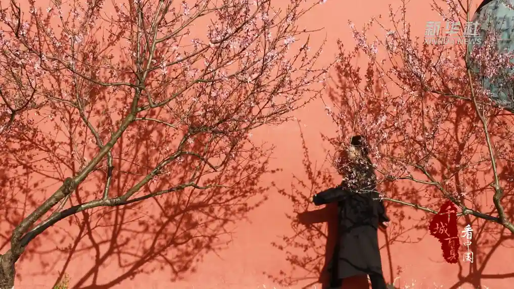 桃红映墙，双清春色醉人心