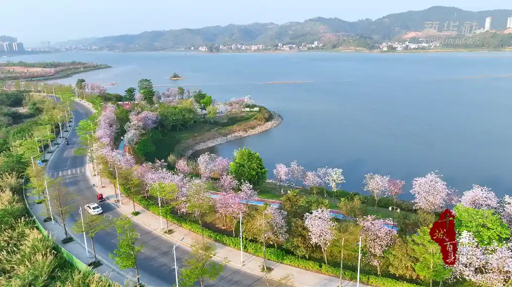 水韵梧州：千城百县探秘岭南水都的民生蝶变