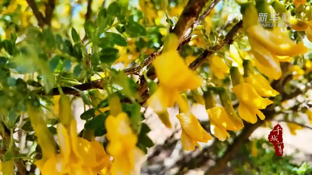 柠条花开漫北疆!内蒙古万亩沙漠金毯惊艳绽放